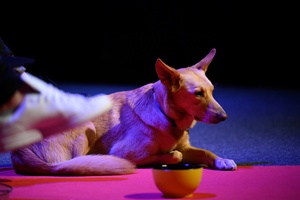 38. TNF - Dzień 6 (5.06.2024) - Suczka Nioki podczas spotkania po projekcji filmu "Imago"