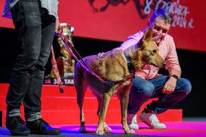 38. TNF - Dzień 6 (5.06.2024) - Ze sceny Marzenia Olga Chajdas, reżyserka "Imago" zaprasza widzów na projekcję konkursową, w kolejnym panie suczka Nioki i Kuba Armata